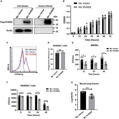 Frontiers | Mycobacterium Tuberculosis Rv0928 Protein Facilitates ...